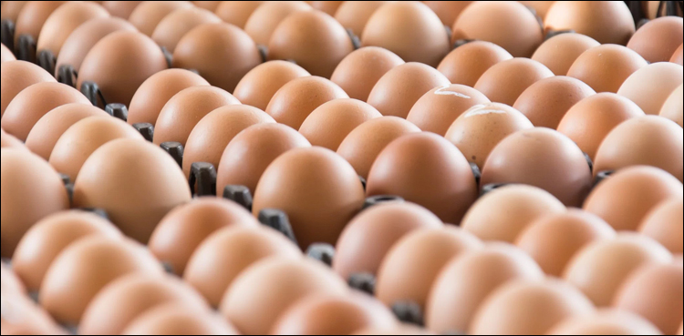 salmonella infected eggs Indiana