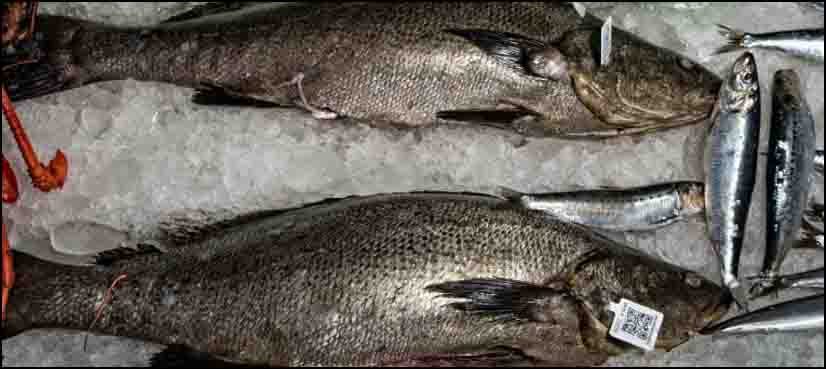 totoaba