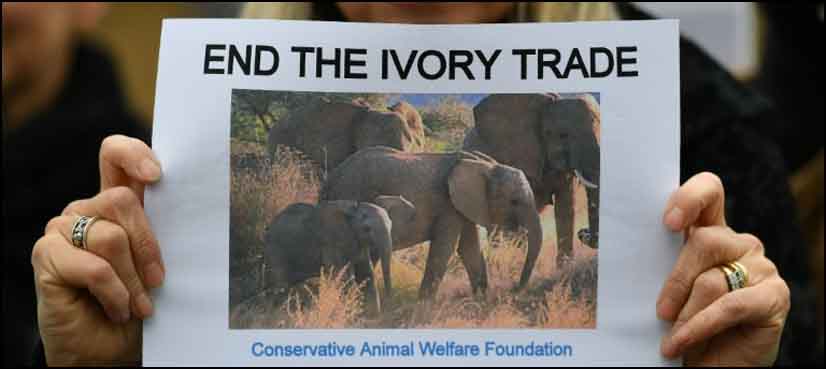 ivory