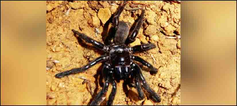 World's oldest known spider dies