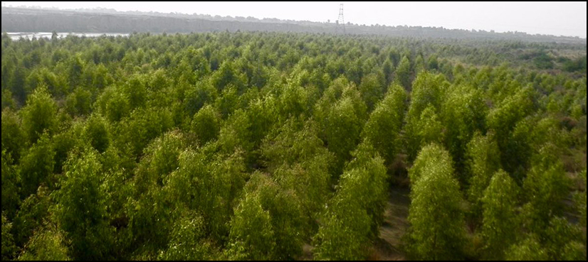 Billion tree project KP NAB