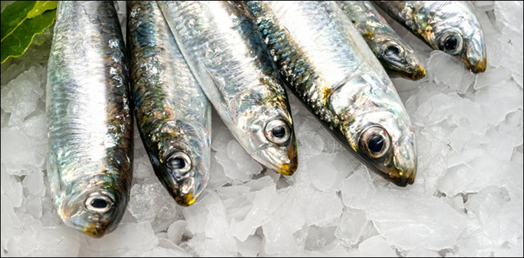 fish