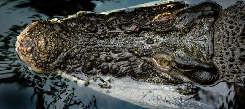 crocodile