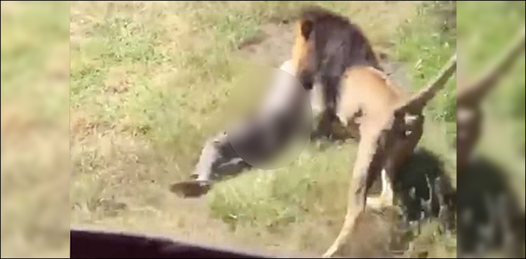Lion attacks owner