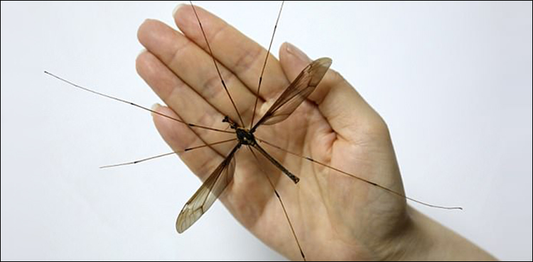 World’s biggest mosquito