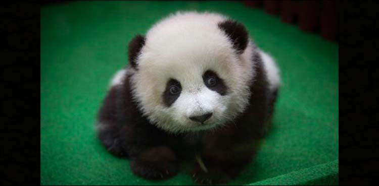 Baby panda born in Malaysia zoo makes media appearance