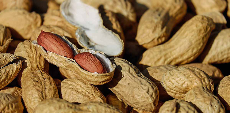 Scientists peanut allergy test