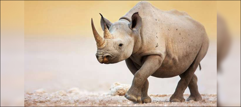 rhinos