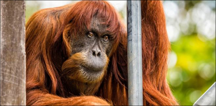 Oldest Sumatran orangutan dies