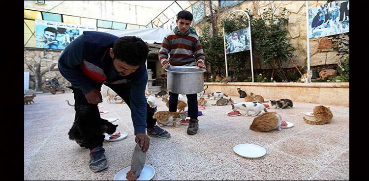 "Cat Man" Starts Rare Animal Clinic in disrupted Syria