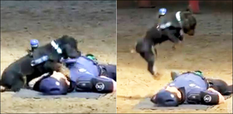 Police dog CPR