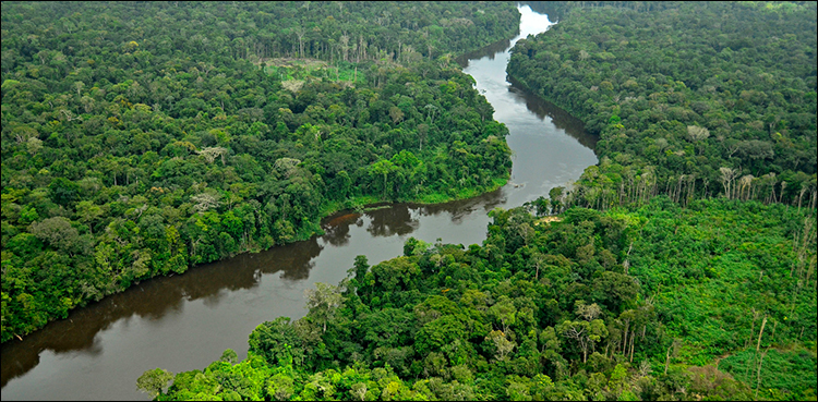 Forests vanishing