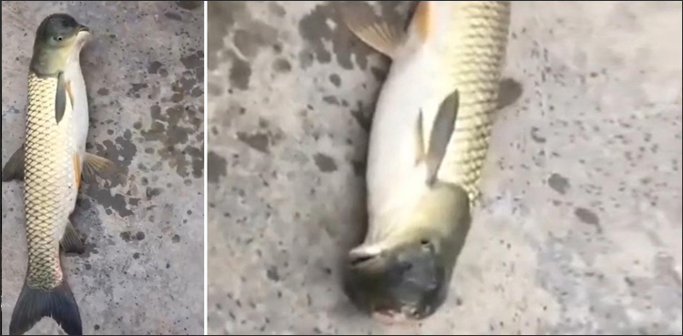 fish