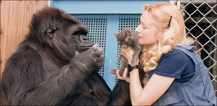 Koko, gorilla who used American sign language, dies in California