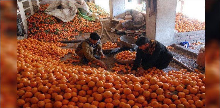 pakistan record exports