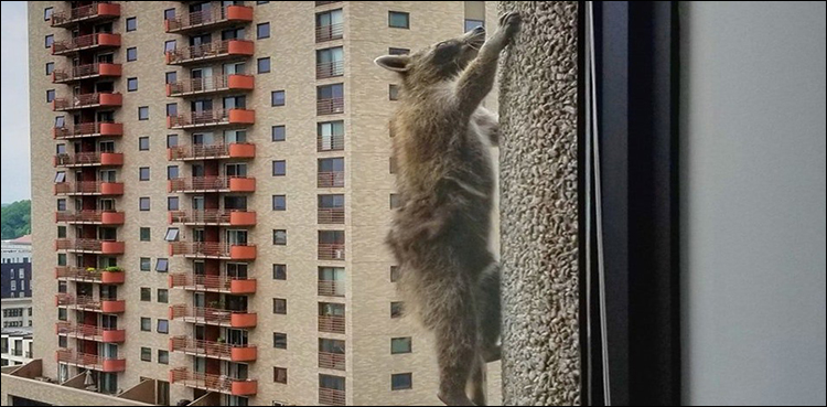 Americans breath a sigh of relief as Raccoon conquers skyscraper
