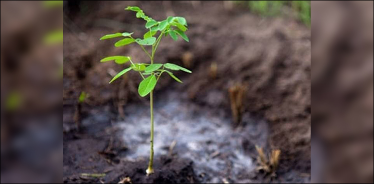 tree planting campaign pakistan
