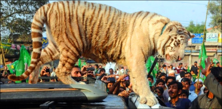 PML-N lion campaign