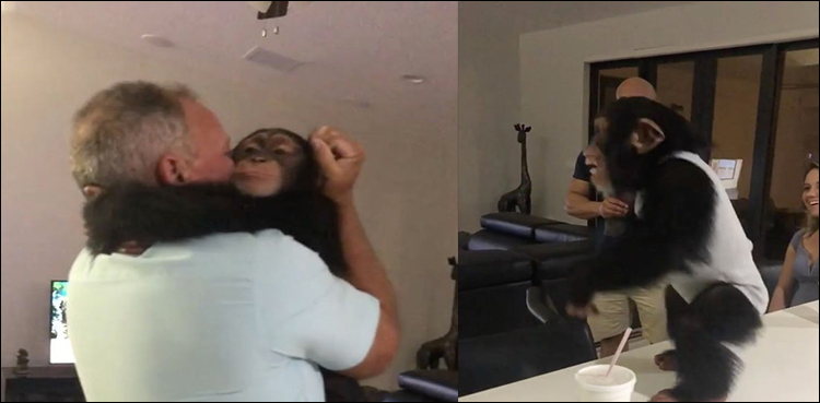 Chimpanzee delighted at being reunited with human foster family