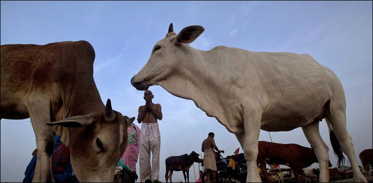 Cow India Muslim man lynch
