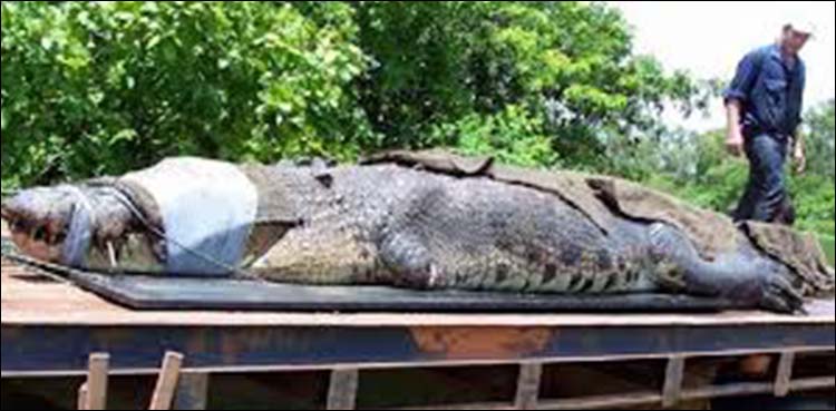 Giant crocodile
