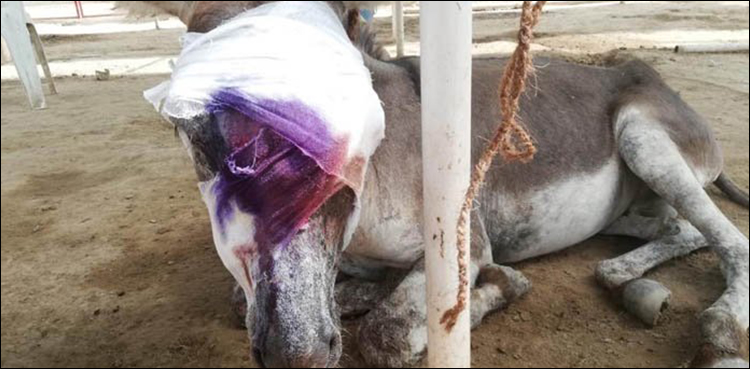 Donkey Karachi torture