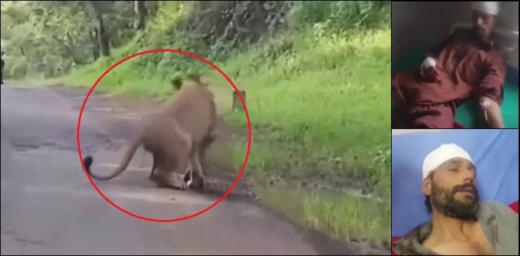 Lion attack Murree