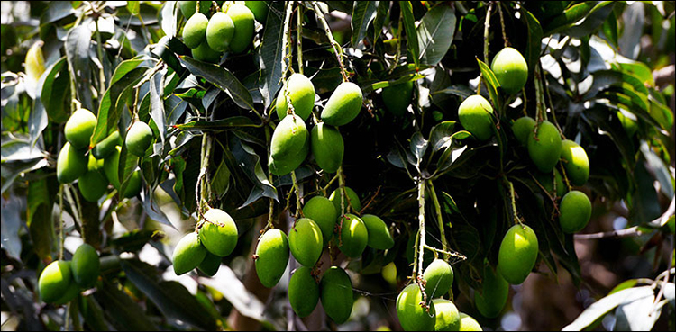 Pakistan mango crops