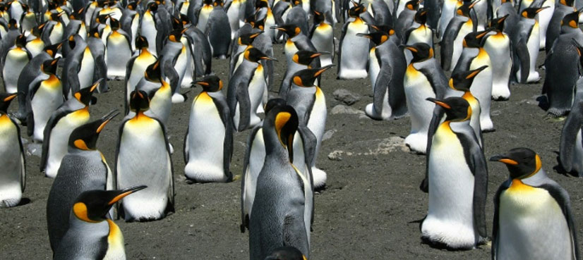 penguin