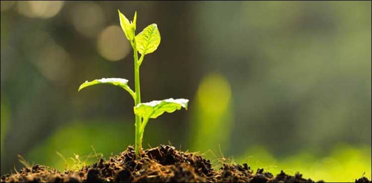 BISP saplings
