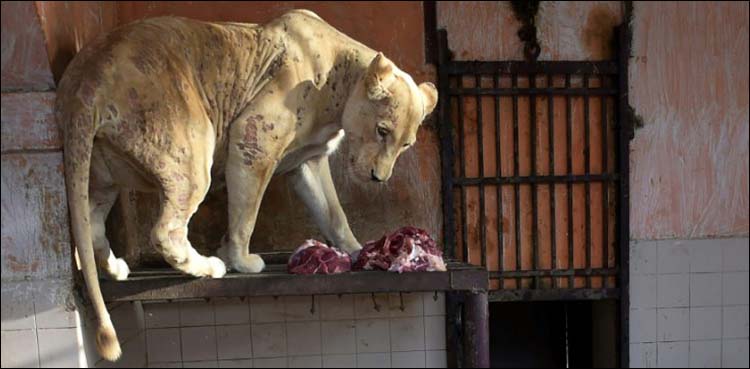 Shortage of vets spells misery for Karachi zoo animals
