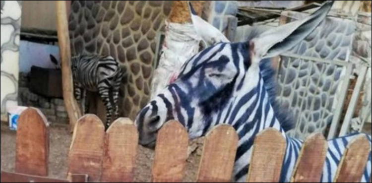 Donkeys zebras zoo black stripes Egypt cairo