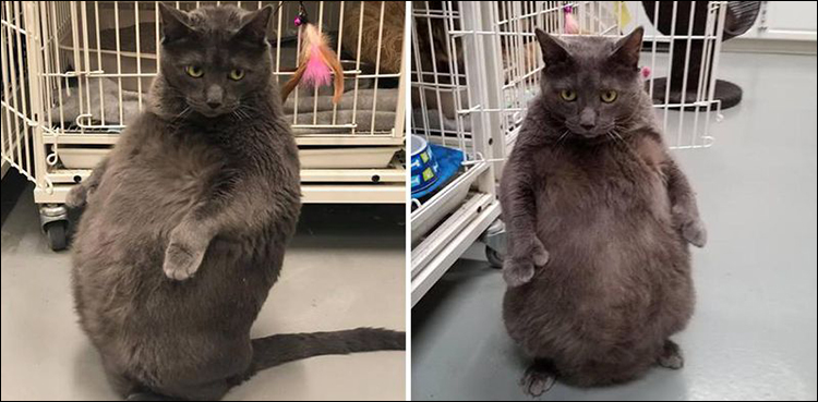 'High Maintenance' fat cat takes internet by storm