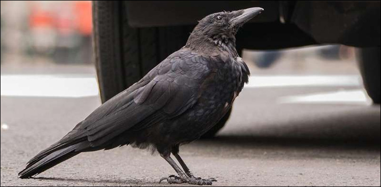crows