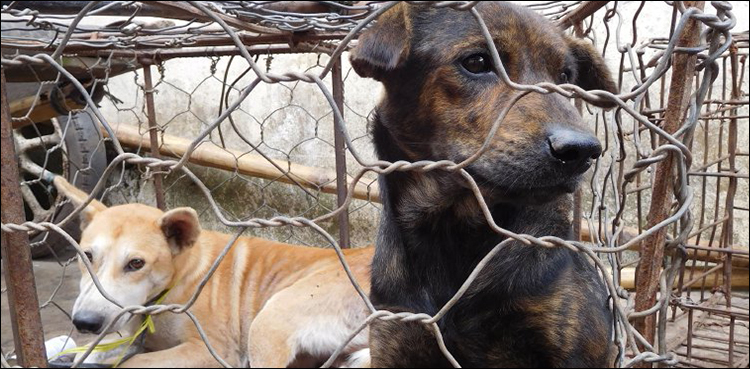 Indonesia works to ban trade of meat from pets, exotic animals