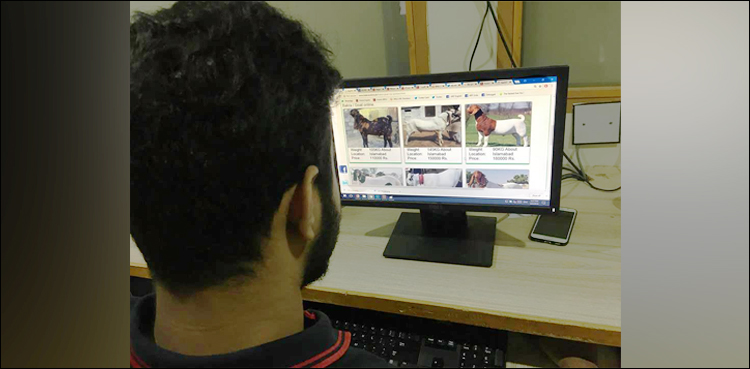 Online Bakra Mandis Pakistan Eid