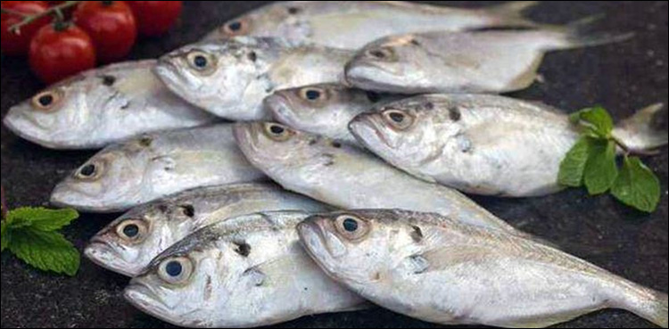 fish oil