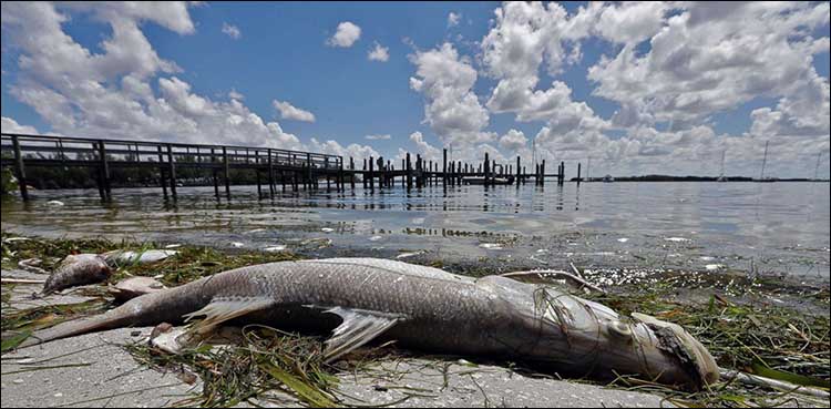 State of emergency declared in Florida amid toxic red tide outbreak on Gulf coast