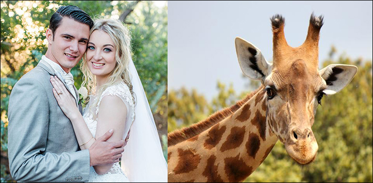 Giraffe photo bombs a bridal shoot and its the best thing ever!