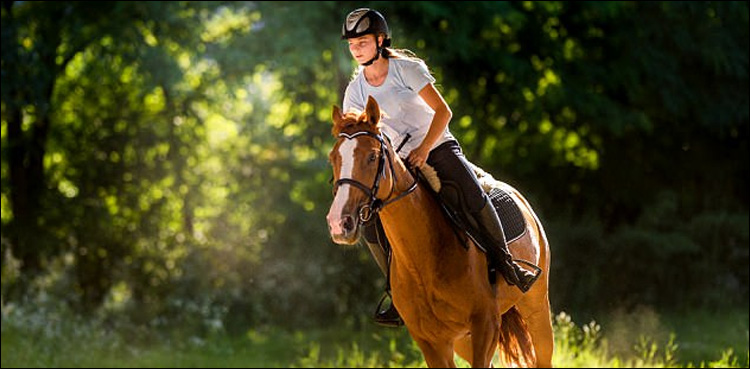 horse