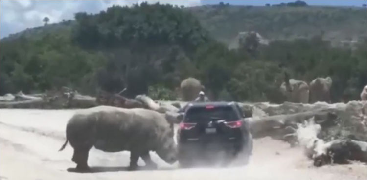 Video: Rhino rams into a tourist van in Mexico Wildlife park