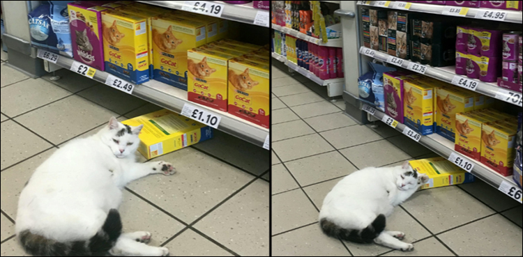 Cat enters supermarket to steal favorite treats from the pet aisle