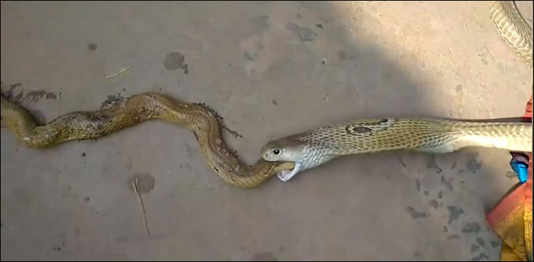 Cobra