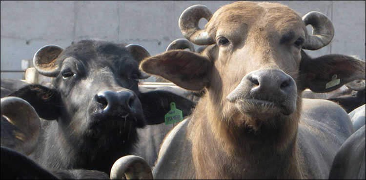 PM House buffaloes