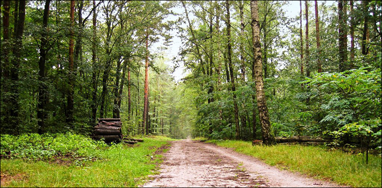 National Forest Policy Pakistan