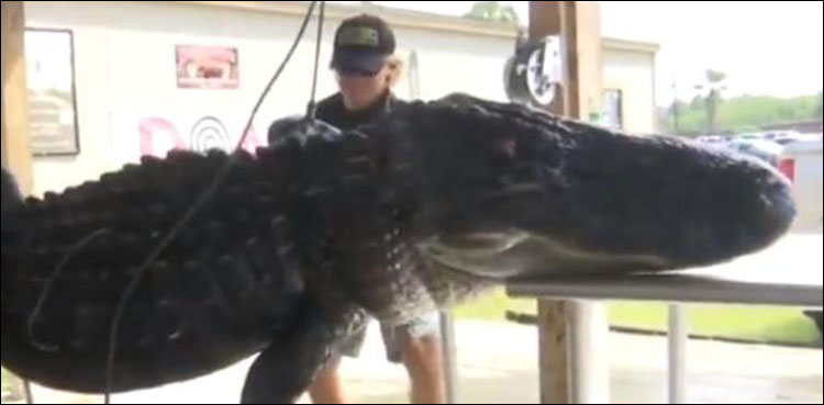 gator Florida