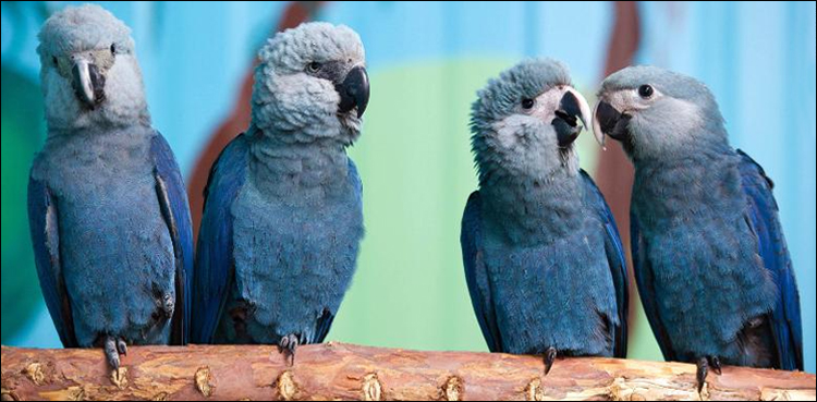 macaw