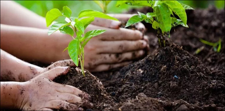 plant sapling army