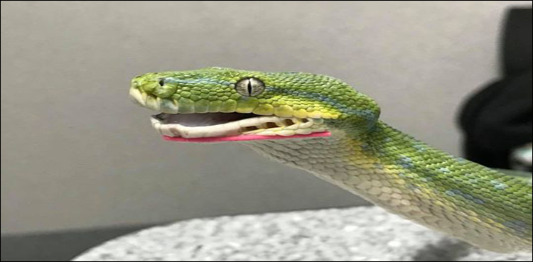 Toothless snake gets braces to fix its bite