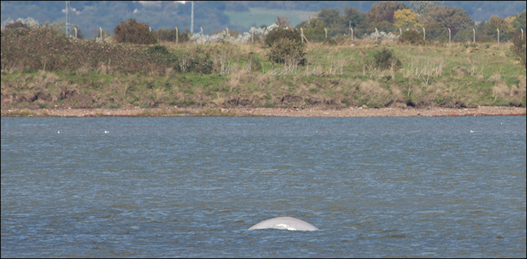 White Beluga whale